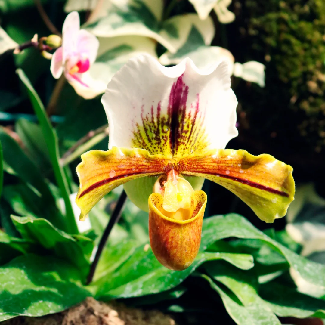 Projeto Splendouro Village da Nhdesign: Foto de uma orquídea.